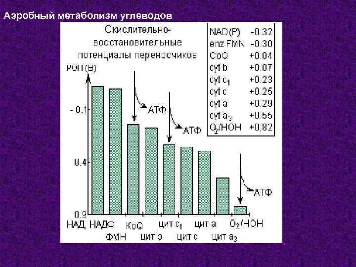 Аэробный метаболизм углеводов РИСУНОК 