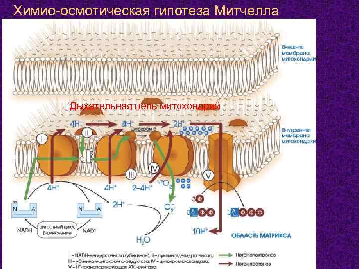 Химио-осмотическая гипотеза Митчелла Дыхательная цепь митохондрий 