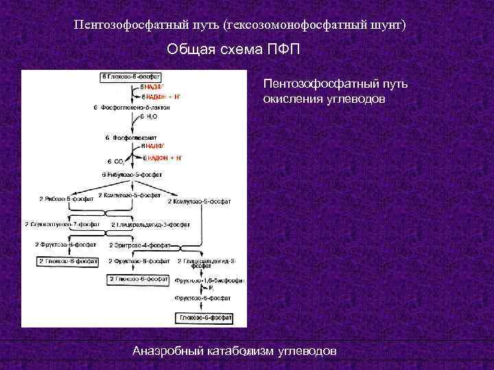 Аэробное окисление углеводов схема