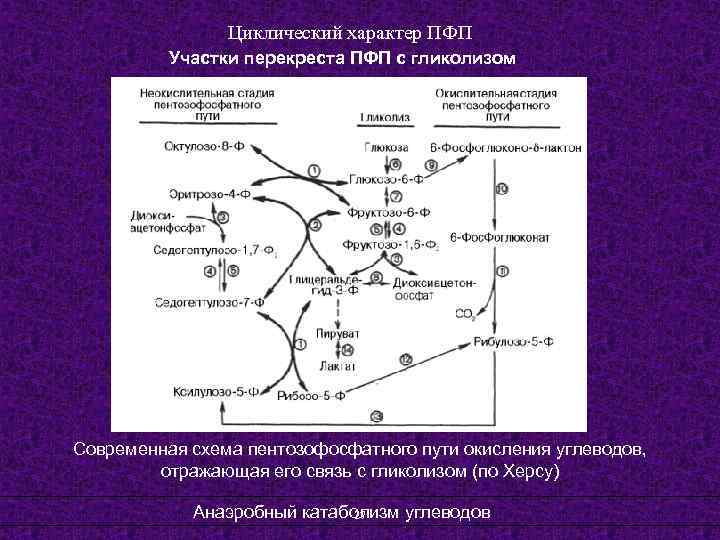 Циклический характер ПФП Участки перекреста ПФП с гликолизом Современная схема пентозофосфатного пути окисления углеводов,