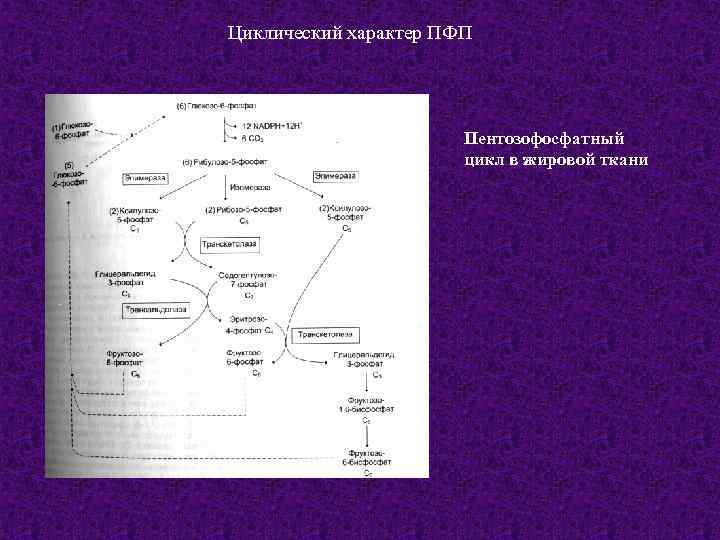 Циклический характер ПФП Пентозофосфатный цикл в жировой ткани 