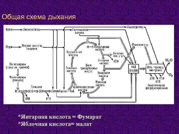 Общая схема дыхания *Янтарная кислота = Фумарат *Яблочная кислота= малат 