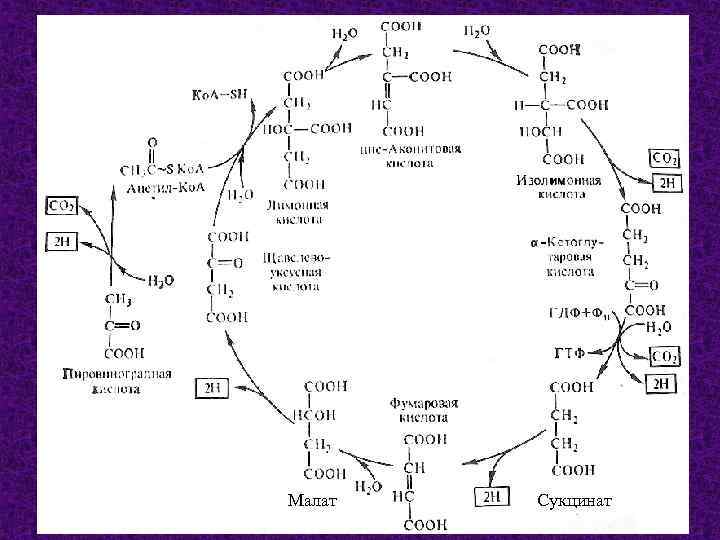 Цитратный цикл. Цикл трикарбоновых кислот биохимия. Альфа-кетоглутаровая кислота цикл Кребса. Цикл Кребса ЦТК. Цитратный цикл цикл лимонной кислоты цикл трикарбоновых кислот ЦТК.