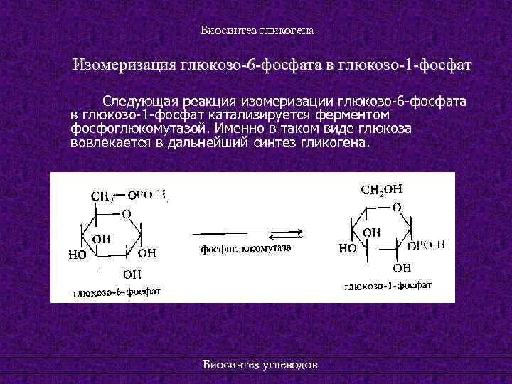 Биосинтез гликогена