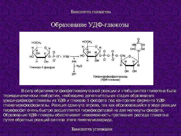 Биосинтез гликогена Образование УДФ-глюкозы В силу обратимости фосфоглюкомутазной реакции и чтобы синтез гликогена была