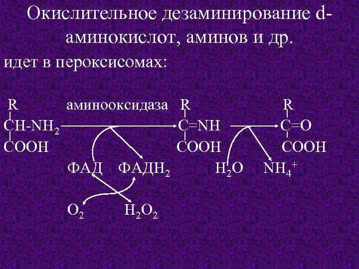 Окислительное дезаминирование dаминокислот, аминов и др. идет в пероксисомах: R аминооксидаза R CH-NH 2