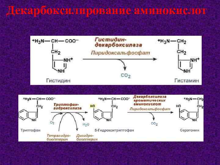 Декарбоксилирование аминокислот 