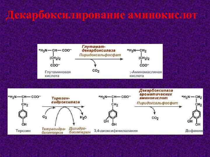 Декарбоксилирование аминокислот 