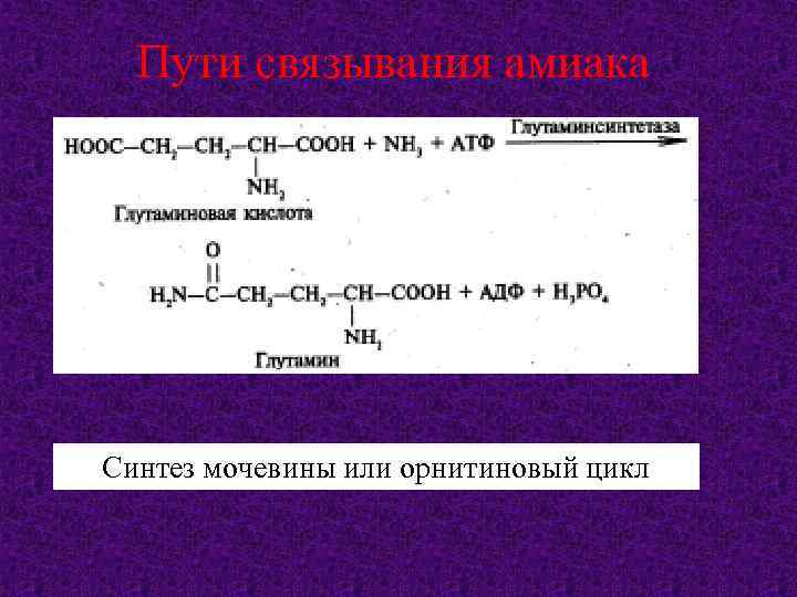 Пути связывания амиака Синтез мочевины или орнитиновый цикл 
