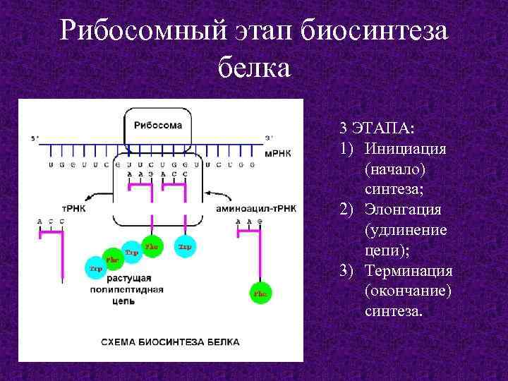 Каково участие в энергетическом обмене белки