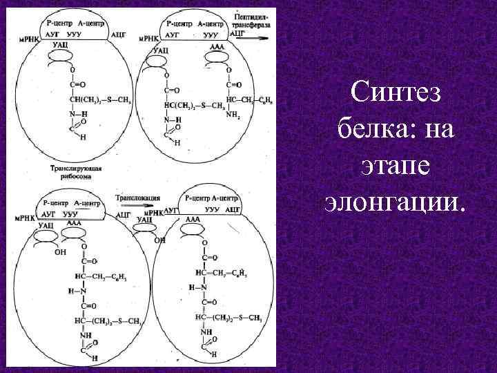 Синтез белка: на этапе элонгации. 