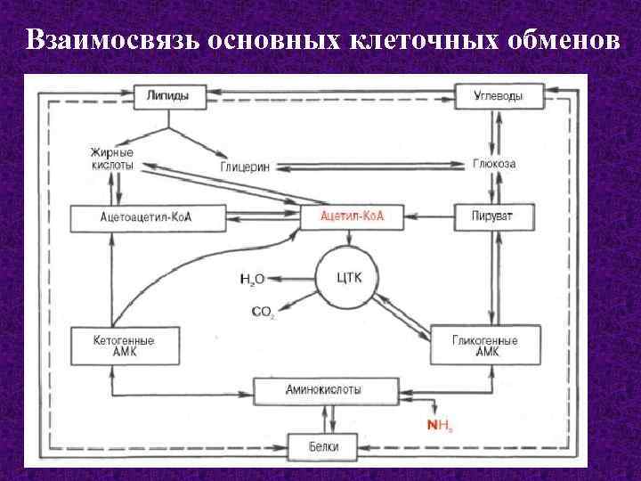 Взаимосвязь основных клеточных обменов 