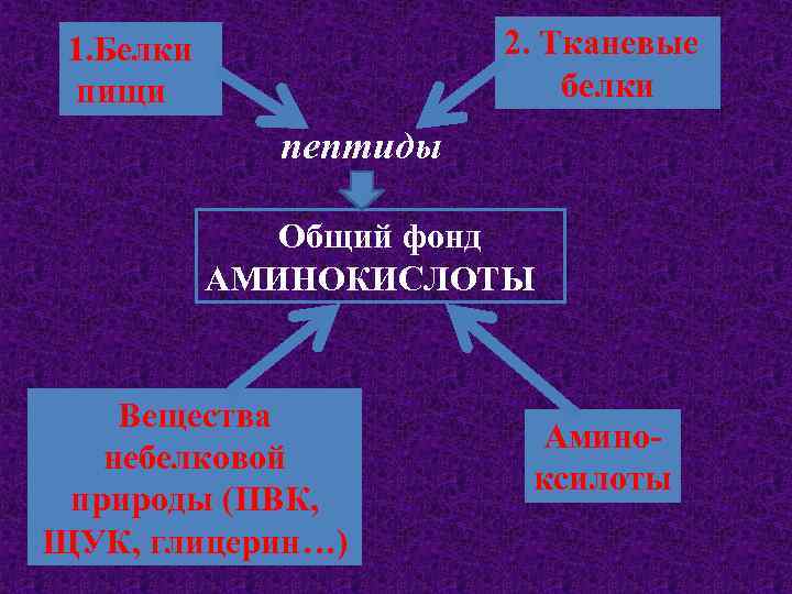2. Тканевые белки 1. Белки пищи пептиды Общий фонд АМИНОКИСЛОТЫ Вещества небелковой природы (ПВК,
