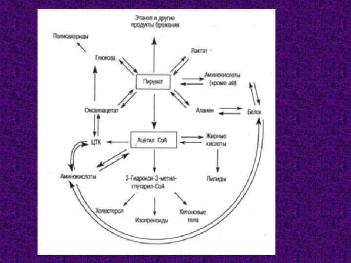 Обмен пировиноградной кислоты. Пути использования ацетил-КОА В клетке схема. Схема путей превращения ацетил КОА В клетке. Пути использования пировиноградной кислоты в клетках. Пируват пути использования.