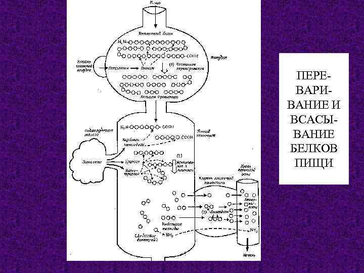 ПЕРЕВАРИВАНИЕ И ВСАСЫВАНИЕ БЕЛКОВ ПИЩИ 