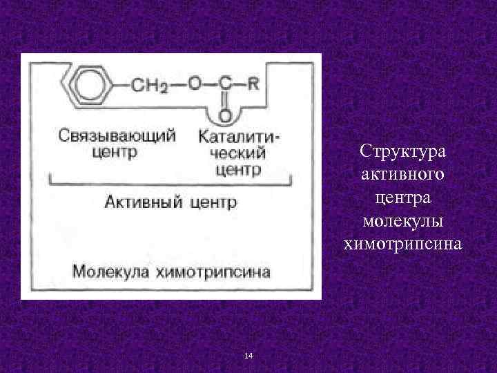 Структура активного центра молекулы химотрипсина 14 