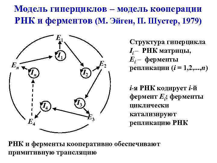 Модель гиперциклов – модель кооперации РНК и ферментов (М. Эйген, П. Шустер, 1979) E