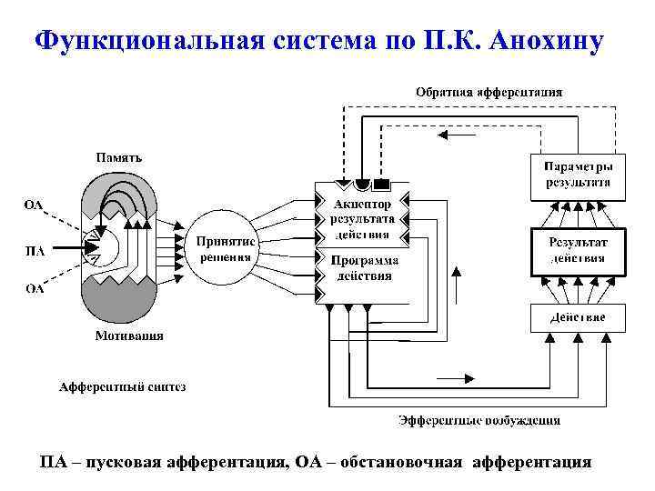 Функциональная система по П. К. Анохину ПА – пусковая афферентация, ОА – обстановочная афферентация