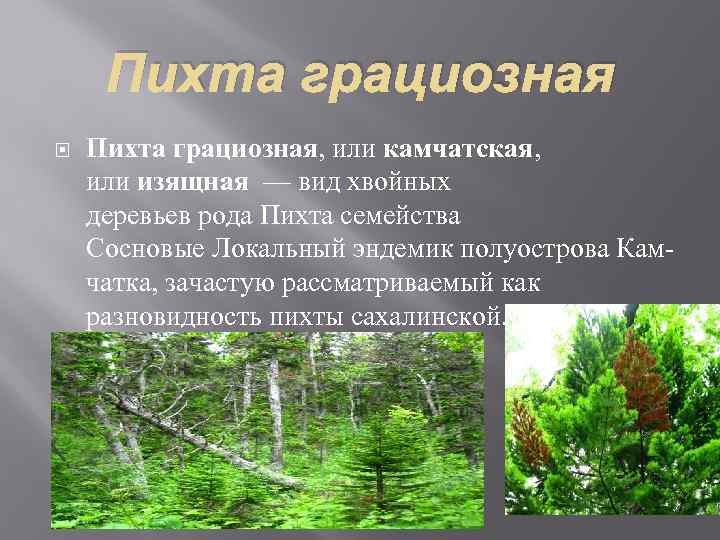 Презентация на тему природные уникумы дальнего востока 8 класс