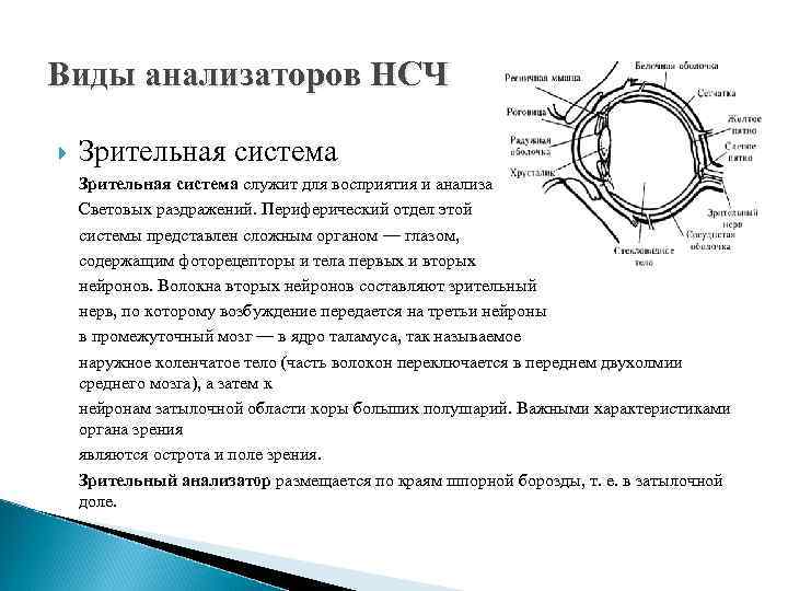 Виды анализаторов НСЧ Зрительная система служит для восприятия и анализа Световых раздражений. Периферический отдел