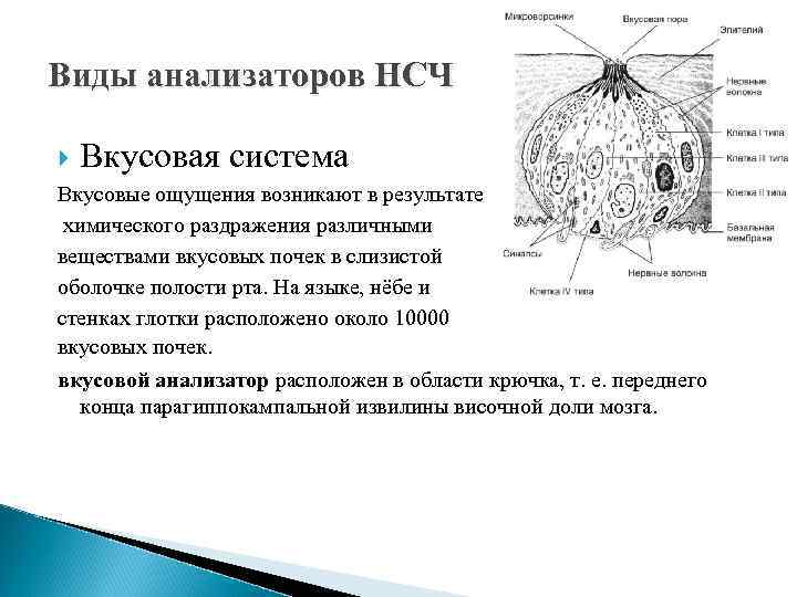 Виды анализаторов НСЧ Вкусовая система Вкусовые ощущения возникают в результате химического раздражения различными веществами