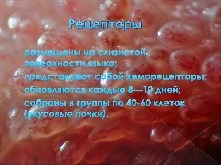 Рецепторы • • размещены на слизистой поверхности языка; представляют собой хеморецепторы; обновляются каждые 8—