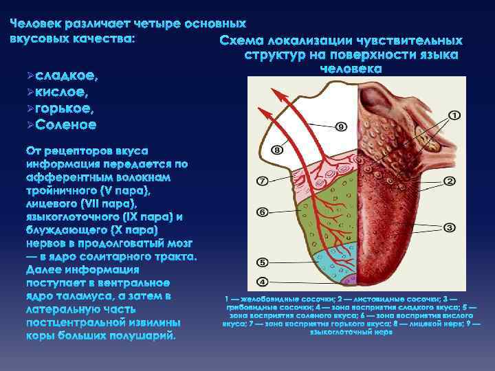 Вкусовая сенсорная система презентация