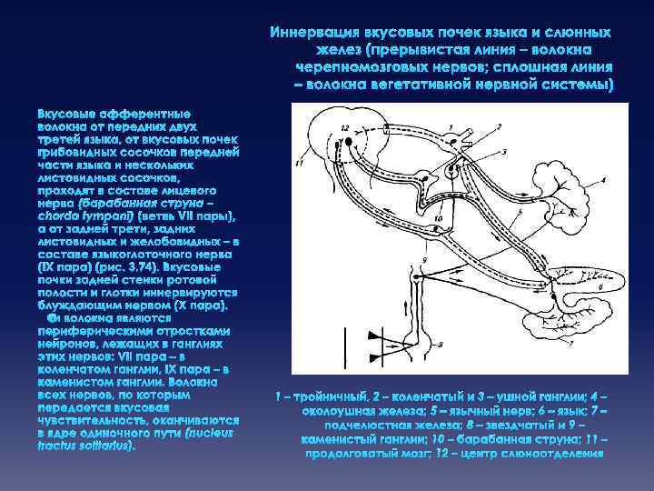 Иннервация вкусовых почек языка и слюнных желез (прерывистая линия – волокна черепномозговых нервов; сплошная