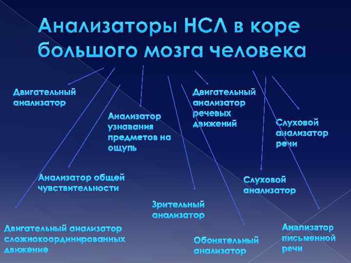 Анализаторы НСЛ в коре большого мозга человека Двигательный анализатор Анализатор узнавания предметов на ощупь