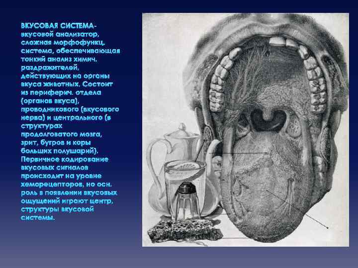 ВКУСОВАЯ СИСТЕМАвкусовой анализатор, сложная морфофункц. система, обеспечивающая тонкий анализ химич. раздражителей, действующих на органы