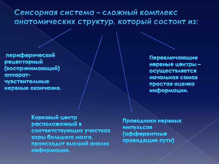 Сенсорная система – сложный комплекс анатомических структур, который состоит из: периферический рецепторный (воспринимающий) аппаратчувствительные