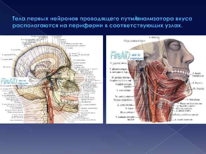 Тела первых нейронов проводящего пути анализатора вкуса располагаются на периферии в соответствующих узлах. 