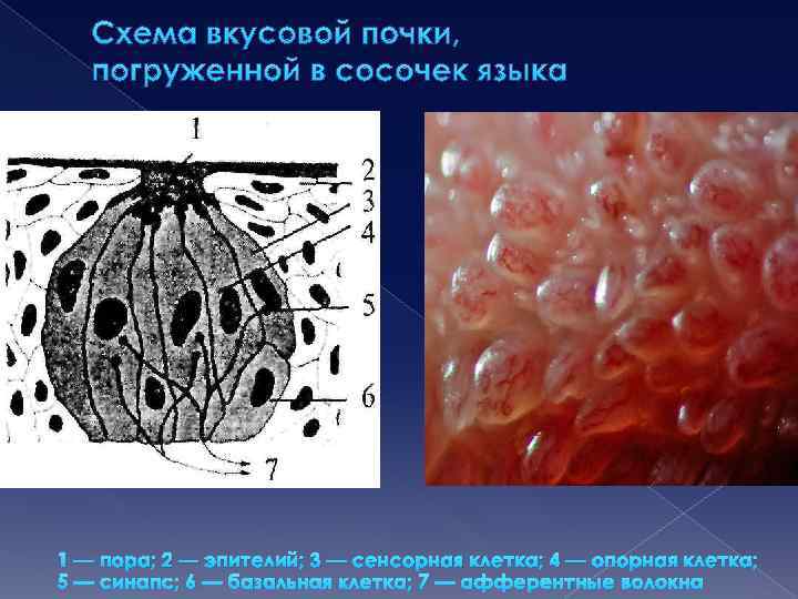 Схема вкусовой почки, погруженной в сосочек языка 1 — пора; 2 — эпителий; 3