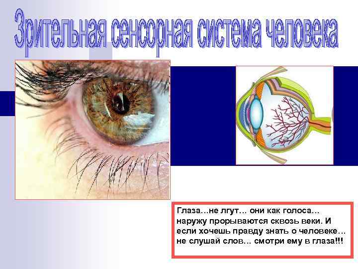 Глаза…не лгут… они как голоса… наружу прорываются сквозь веки. И если хочешь правду знать
