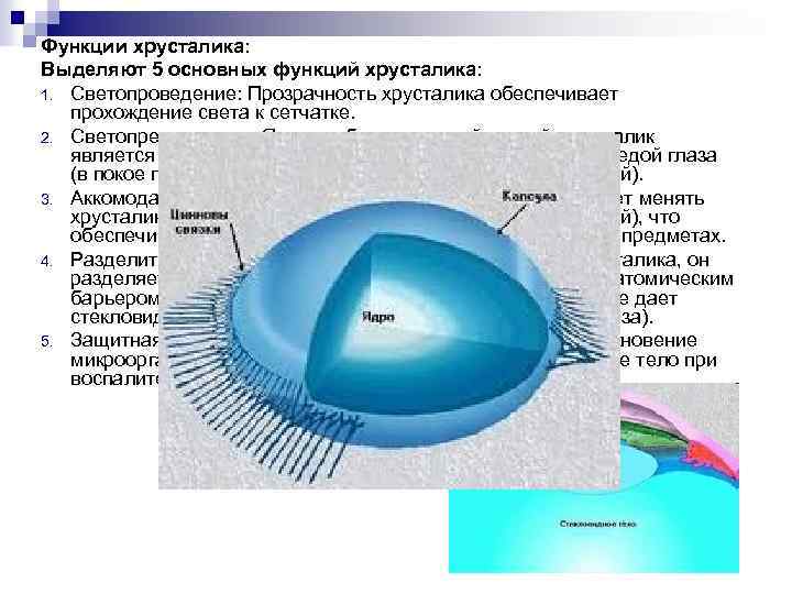 Схема строения хрусталика гистология