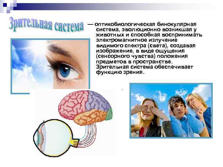 — оптикобиологическая бинокулярная система, эволюционно возникшая у животных и способная воспринимать электромагнитное излучение видимого