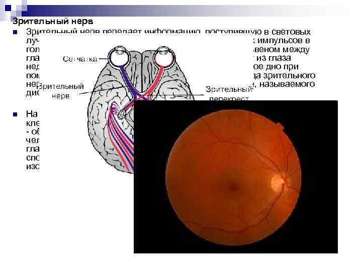 Зрительный нерв n Зрительный нерв передает информацию, поступившую в световых лучах и воспринятую сетчаткой,