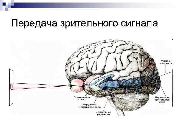 Передача зрительного сигнала 