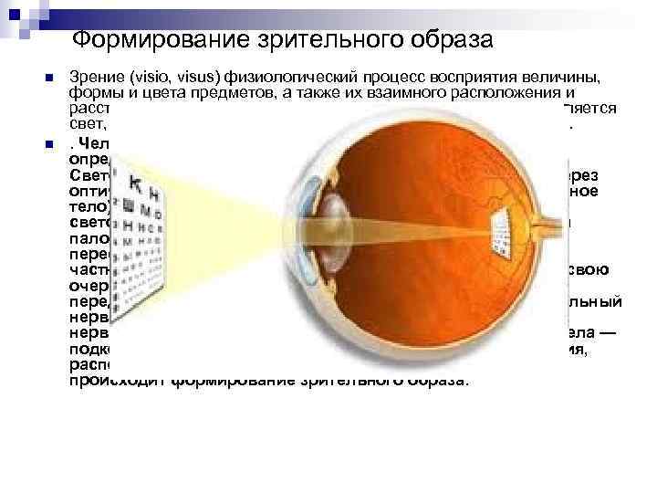Формирование зрительного образа n n Зрение (visio, visus) физиологический процесс восприятия величины, формы и