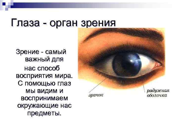 Глаза - орган зрения Зрение - самый важный для нас способ восприятия мира. С