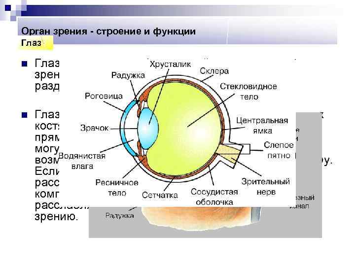 Установите соответствие между оболочками глаза обозначенными на рисунке и их особенностями строения