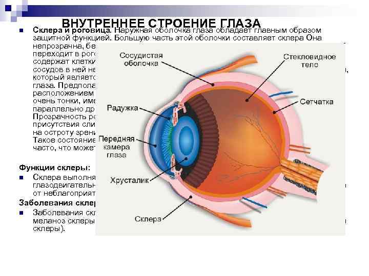 n ВНУТРЕННЕЕ СТРОЕНИЕ ГЛАЗА Склера и роговица. Наружная оболочка глаза обладает главным образом защитной