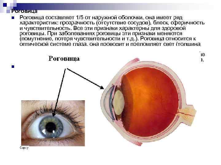 Роговица n Роговица составляет 1/5 от наружной оболочки, она имеет ряд характеристик: прозрачность (отсутствие