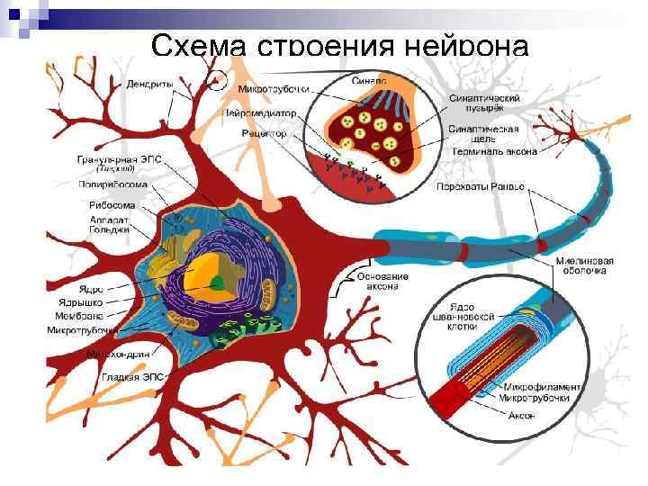 Схема строения нейрона 