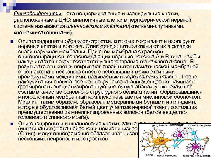 Олигодендроциты – это поддерживающие и изолирующие клетки, расположенные в ЦНС; аналогичные клетки в периферической