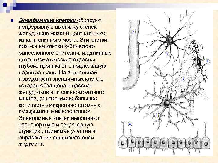 n Эпендимные клетки образуют непрерывную выстилку стенок желудочков мозга и центрального канала спинного мозга.