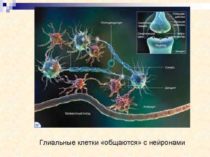 Глиальные клетки «общаются» с нейронами 