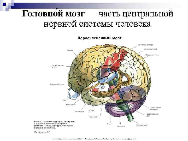 Реферат: Головной мозг человека