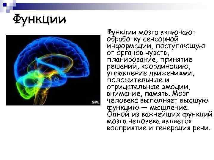 Функции мозга включают обработку сенсорной информации, поступающую от органов чувств, планирование, принятие решений, координацию,