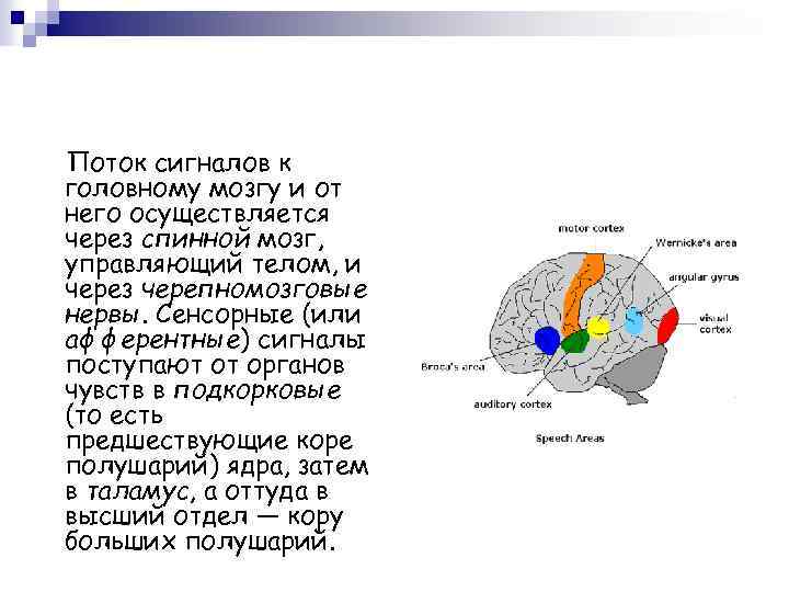 Поток сигналов к головному мозгу и от него осуществляется через спинной мозг, управляющий телом,